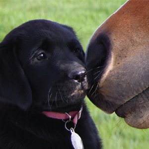 Horse gently touching noses with a black puppy on green grass