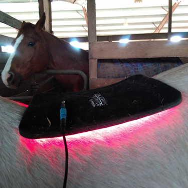 A red light therapy pad placed on the back of a white horse inside a stable