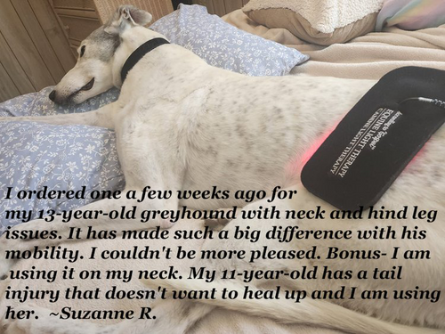 Senior greyhound resting on a bed while receiving red light therapy on the hindquarters to support mobility and comfort