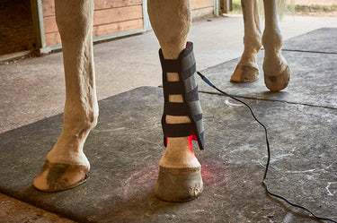 Horse standing in a stable with a light therapy pad applied to its leg