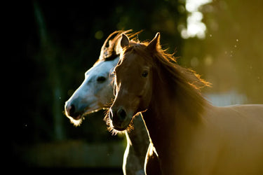 Two horses standing outdoors next to each other